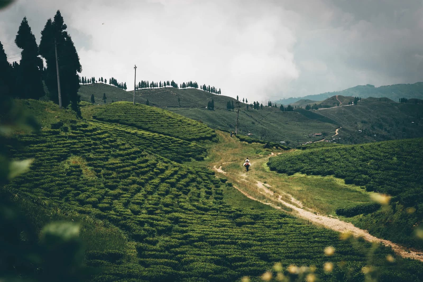 Kanyam tea gardens, ~106 km from Omnia Luxe Villa