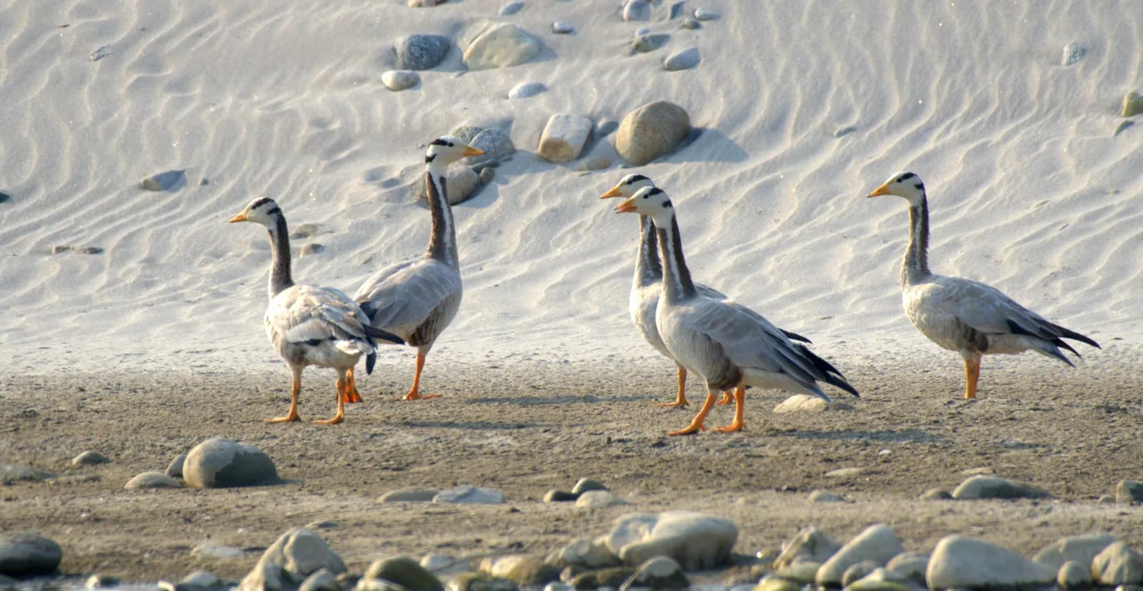 Koshi Tappu Wildlife Reserve, ~79 km from Omnia Luxe Villa